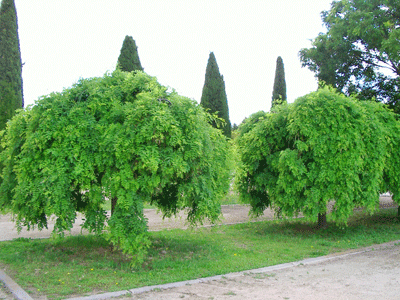 Sophora Japonica Pendula