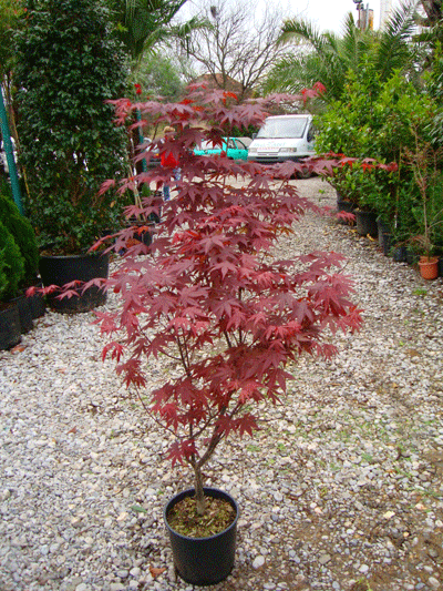 Acer Palmatum Atropurpureum