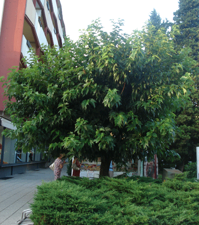 Morus Platanifolia