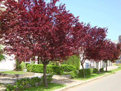 Prunus Pisardi