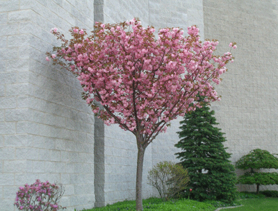 Prunus Serrulata Kanzan