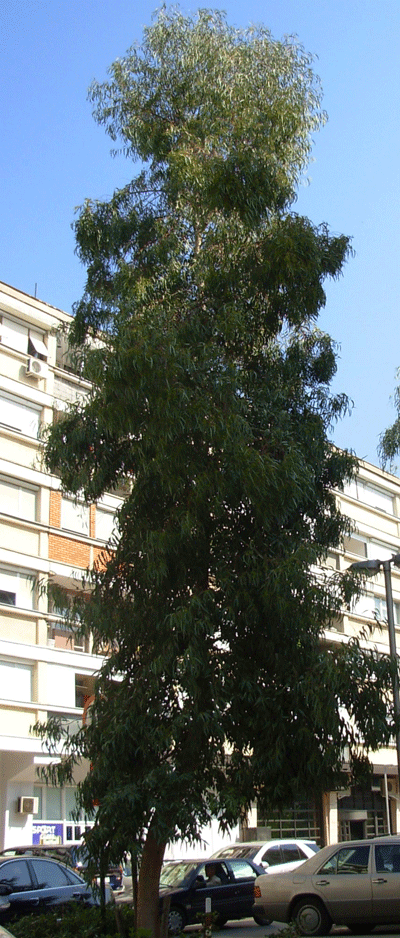 Eucalyptus Rostrata